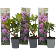 Rhododendron paars - Set van 3 - Catawbiense Purple - Hoogte 25-40cm -...