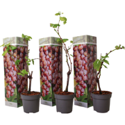 Druivenplant - Set van 3 - Vitis vinifera 'pinot gris' - Hoogte 25-40c...