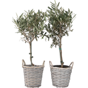 Olijfboom - Set van 2 - Olea europaea - Hoogte 50-60cm - ?14cm