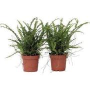 Krulvaren - Set van 2 - Nephrolepis 'Duffii' - Hoogte 25-40cm - ?12cm