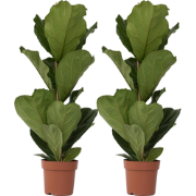 Vioolbladplant - Set van 2 - Ficus Lyrata - Hoogte 70-90cm - ?21cm