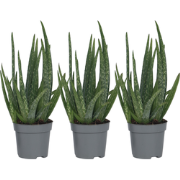 Aloë vera - Set van 3 - Aloe barbadensis - Hoogte 25-40cm - ?10,5cm