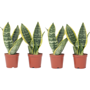 Vrouwentong - Set van 4 - Sansevieria 'Futura Superba' - Hoogte 35-40c...