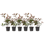 Glansmispel - Set van 6 - Photinia fraseri 'Red Robin' - Hoogte 30-40c...