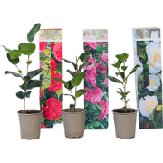Japanse Roos - Set van 3 - Camellia japonica - Hoogte 25-40cm - ?9cm