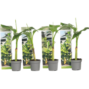 Bananenplant - Set van 4 - Musa basjoo - Hoogte 25-40cm - ?9cm