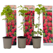 Frambozenplant - Set van 3 - Rubus ideaus 'Autumn Bliss' - Hoogte 25-4...