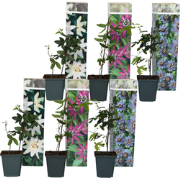 Passiebloem - Set van 6 - Passiflora hybridum - Hoogte 25-40cm - ?9cm