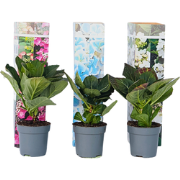 Hortensia - Set van 3 - Hydrangea macrophylla - Hoogte 25-40cm - ?9cm