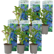 Bolhortensia - Set van 6 - Hydrangea 'Early Blue' - Hoogte 25-40cm - ?...