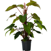 Philodendron - Philodendron 'imperial red' - Hoogte 50cm - ?19cm