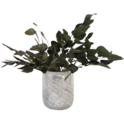 Droogbloemen - Eucalyptus stuartiana