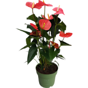 Flamingoplant - Anthurium 'Maine Pink' - Hoogte 55-70cm - ø17cm