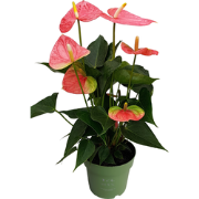 Flamingoplant - Anthurium 'Colorado Pink' - Hoogte 40-55cm - ø14cm