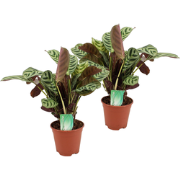 Gebedsplant - Set van 2 - Ctenanthe 'burle-marxii' - Hoogte 30-40cm - ...