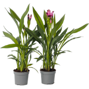 Siamese tulp - Set van 2 - Curcuma 'Siam Splash' - Hoogte 40-60cm - ?1...