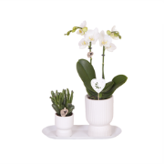 Kolibri Orchids | Plantenset Love wit small| Groene planten met witte ...