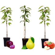 Fruitzuilen - Set van 3 - Apple, pear - Hoogte 60-70cm - ?9cm
