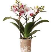 Kolibri Orchids | witte Phalaenopsis orchidee potmaat Ø9cm | Gibraltar...
