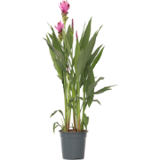 Siamese tulp - Curcuma alismatifolia 'Siam Supreme' - Hoogte 70-90cm -...