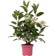 Pluimhortensia - Hydrangea paniculata 'Early Harry' - Hoogte 25-40cm -...