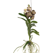 Orchidee - Vanda 'Ocelot Mocha' - Hoogte 55-65cm
