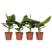 Bananenplant - Set van 4 - Musa 'Oriental Dwarf' - Hoogte 25-40cm - ?1...