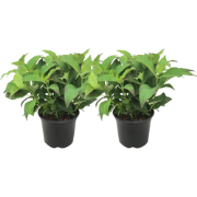 Hortensia - Set van 2 - Hydrangea serrata 'Summerglow' - Hoogte 25-40c...