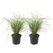 Bont struisriet - Set van 2 - Calamagrostis 'Overdam' - Hoogte 20-30cm...