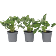 Aardbeienplant - Set van 3 - Fragaria ananassa 'Roman' - Hoogte 15-20c...