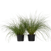 Lampenpoetersgras - Set van 2 - Pennisetum 'Hameln' - Hoogte 20-30cm -...