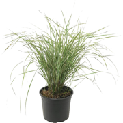 Bont struisriet - Calamagrostis acutiflora x 'Overdam' - Hoogte 20-30c...