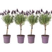 Lavendelboom - Set van 4 - Lavandula stoechas 'Anouk' - Hoogte 30-40cm...