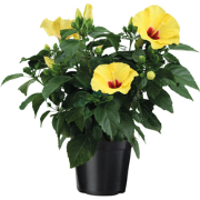 Chinese roos - Hibiscus rosa-sinensis - Geel - ?17cm - Hoogte 40-50cm