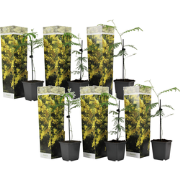 Zilveracacia - Set van 6 - Mimosa dealbata - Hoogte 25-40cm - ?9cm