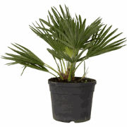 Dwergpalm - Chamaerops 'Vulcano' - Hoogte 35-45cm - ?19cm