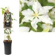 3 stuks - Klimplant Clematis Gladys Picard 75 cm