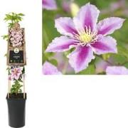 3 stuks - Klimplant Clematis Piilu 75 cm