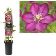 3 stuks - Klimplant Clematis Ville de Lyon 75 cm