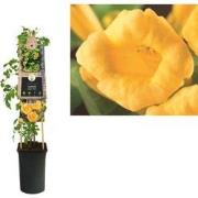 3 stuks - Klimplant Campsis radicans Flava 75 cm