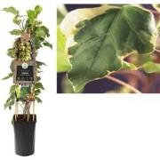 3 stuks - Klimplant Hedera Gloire de Marengo 75 cm