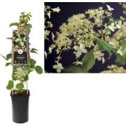 3 stuks - Klimplant Hydrangea a. Petiolaris 75 cm