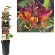 3 stuks - Klimplant Lonicera heckrottii Goldflame 75 cm