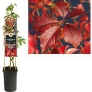 3 stuks - Klimplant Parthenocissus Engelmannii 75 cm