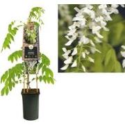 3 stuks - Klimplant Wisteria floribunda Alba 75 cm