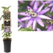 3 stuks - Klimplant Passiflora Amethyst 75 cm
