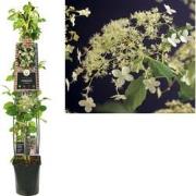 2 stuks - Klimplant Hydrangea a. Petiolaris 120 cm