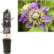 3 stuks - Klimplant Clematis florida Taiga PBR 75 cm