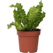 Vogelnestvaren - Asplenium nidus 'Crispy Wave' - Hoogte 25-40cm - ?12c...