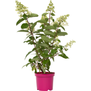 Pluimhortensia - Hydrangea paniculata 'Pinky Winky' - Hoogte 25-40cm -...